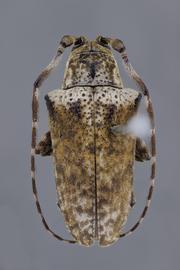  Hypsioma solangeae , female holotype specimen; © E.H. Nearns
